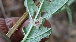 Trichophysetis duplifascialis