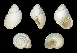 Hydrobia trochulus