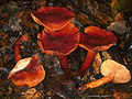 Lactarius rubidus