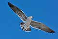 Larus heermanni in flight (cat.)