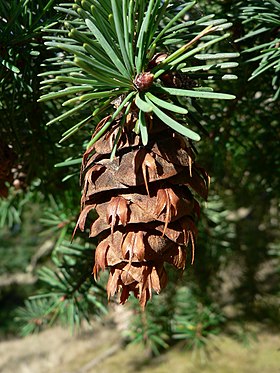 Grøn Douglasgran (Pseudotsuga menziesii var. menziesii)