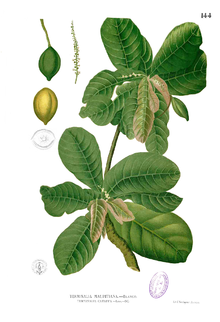 Terminalia catappa Blanco1.144.png