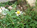 Thumbnail for File:Tridax procumbens (Flower).JPG