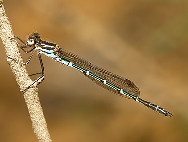 Metallic Ringtail