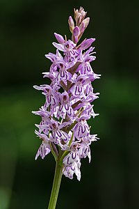 Dactylorhiza fuchsii, by Uoaei1