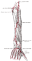 Arterie dell'avambraccio - Vista posteriore