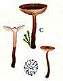 Lactarius omphaliiformis