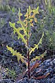 Lactuca serriola