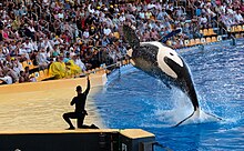 Photo d'une orque en plein saut, avec un dresseur à ses côtés en combinaison. Le public observe depuis les tribunes.