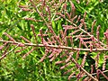 Tamarix gallica buds