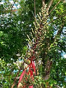 Aechmea bracteata