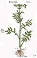 Otto Brunfels 1532 Valeriana officinalis