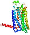 A2A–adenozinreceptor