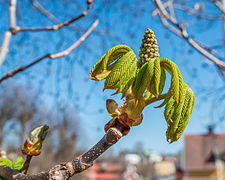 Dépliage de l'inflorescence et des feuilles.