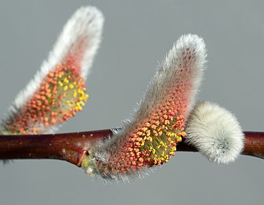 "Catkin_at_BBG_(78267).jpg" by User:Rhododendrites