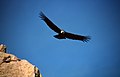 At Colca Canyon, Colca Valley, Peru