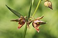 Stream orchid (Epipactis gigantea), flower pair & bud