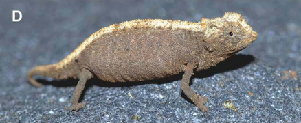 March 10: the chameleon Brookesia confidens