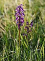 Orchis mascula Belgium - Dourbes