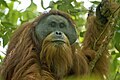 Dume mzima wa orangutanu wa Tapanuli