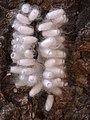 Uma vespa Pteromalidae hiperparasitoide nos casulos de sua hospedeira, a qual é uma vespa Braconidae parasitoide