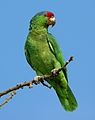 Zöldarcú amazon (Amazona viridigenalis)