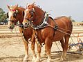 Category:Suffolk Punch