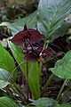 Tacca chantrieri