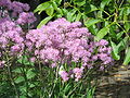 Thalictrum aquilegifolium