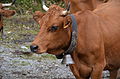 Vache tarine reconnaissable à son museau noir.