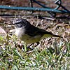 Yellow-rumped Thornbill