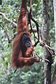 Orangutanu wa Sumatra