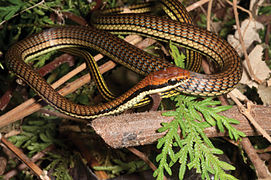 February 4: Dendrelaphis luzonensis, a snake from Colubridae family