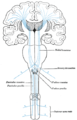 The sensory tract.