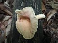 Lactarius sumstinei