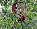 Gunung Leuser National Park