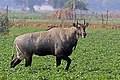 73 Nilgai (Boselaphus tragocamelus) male uploaded by Charlesjsharp, nominated by Charlesjsharp