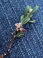 Polygonum shastense, 2-veined leaves