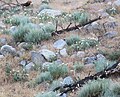 Prickly poppy returns after fire