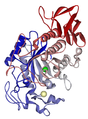 Human salivary amylase