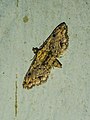 Lathrotelinae : Sufetula sp.