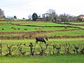 サン・ペドロ・デ・メイシーデ教区の田園風景