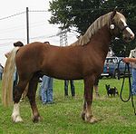 Poney Welsh cob de trois ans, alezan crins lavés, au modèle.