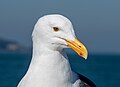 Image 103Western gull sitting on a boat in San Francisco Bay