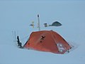 Livingston Island's Christmas tree