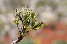 Leaves of a pistachio tree in Syria