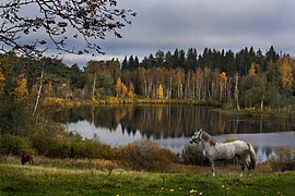 Tsilgutaja järv hobusega