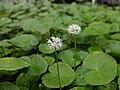 Flowering Hydrocotyle leucocephala