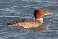 Mergus merganser