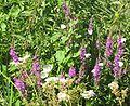 Meadow and butterflys / Wiese mit Schmetterlingen